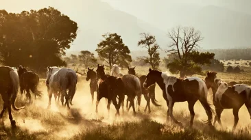 If You Love Horses, These Dreamy Equestrian Escapes Belong on Your Bucket List