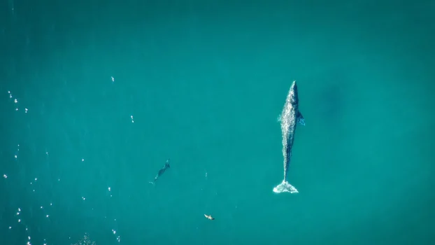 Best Places to Go Whale Watching in California