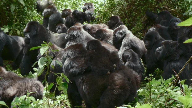 ‘Gorilla Story: Told by David Attenborough’ Returns to Rwanda Almost 50 Years After ‘Life on Earth’