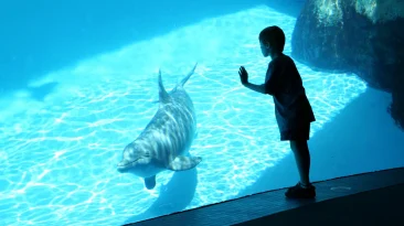 SeaWorld Promo Code & Discount Tickets: Save Up to 50% in May 2026