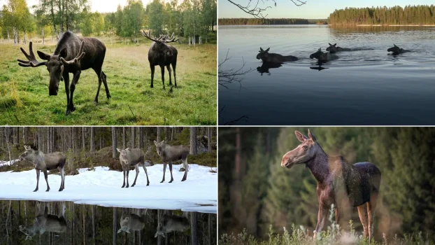 Sweden's Moose Cam Lets You Slip Into the Wilderness—No Flight Required